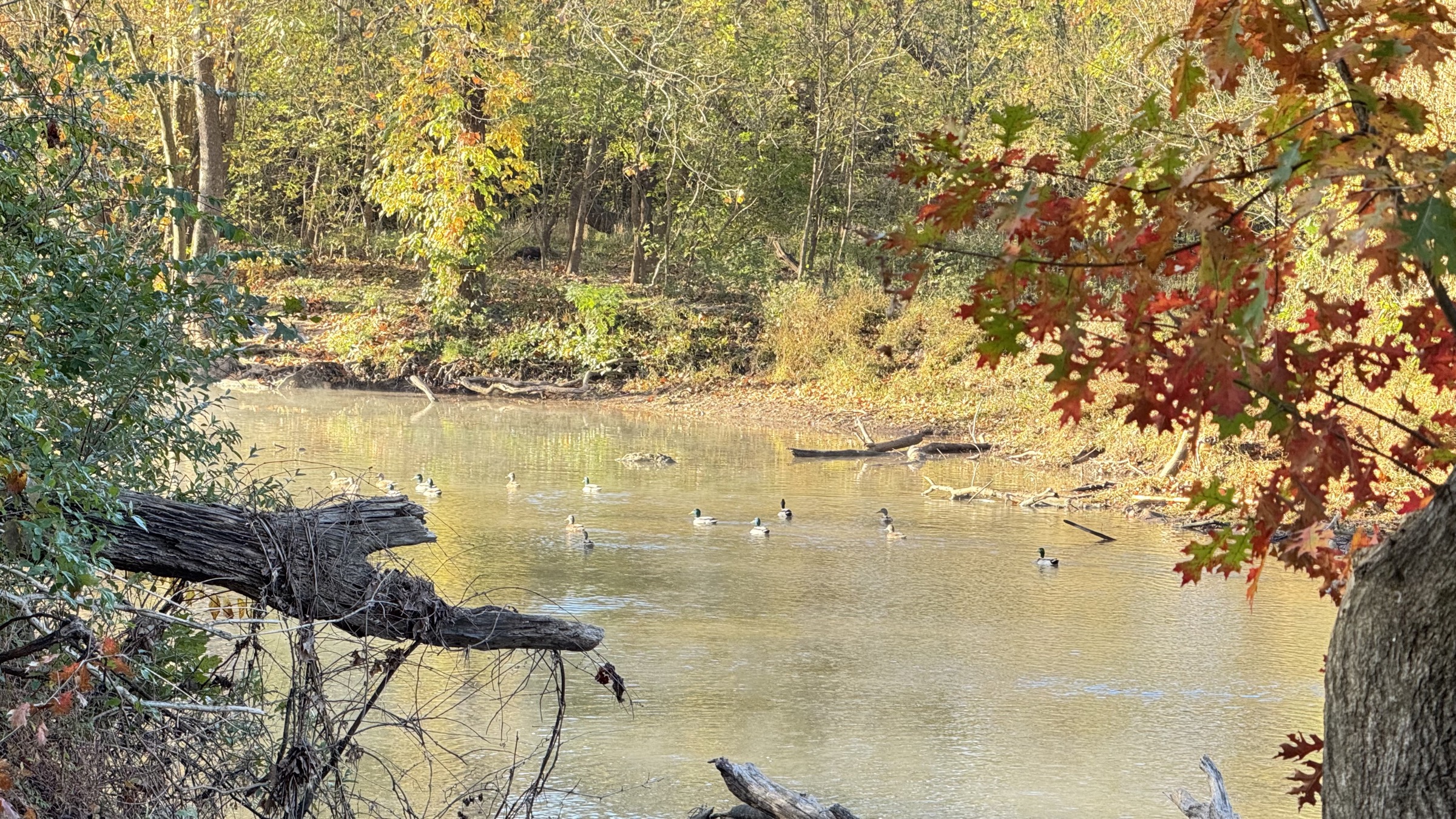 Autumn pond scene with ducks on calm water and orange leaves at the edge