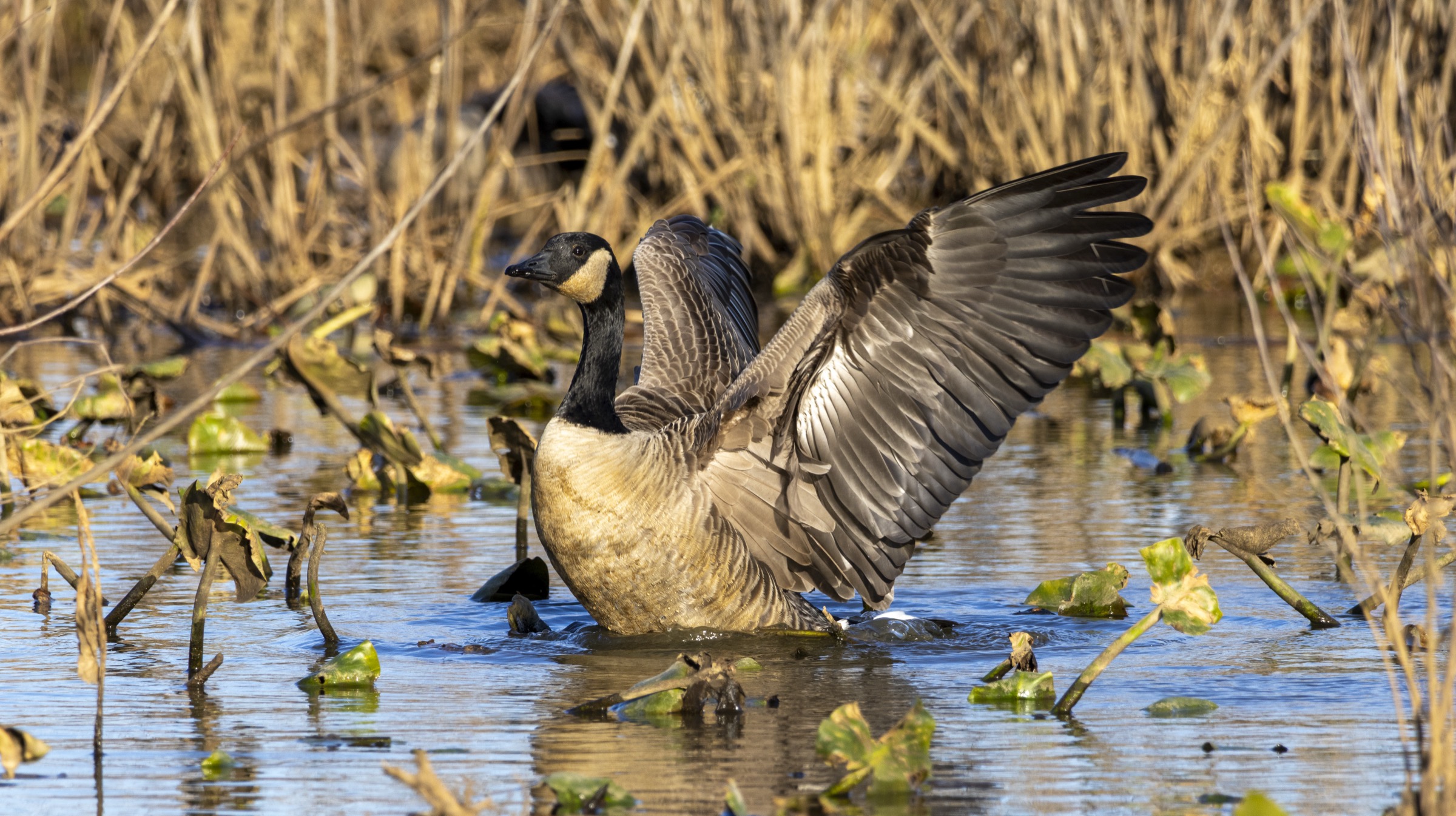 A goose in marsh water with reeds and reflected sky at sunset