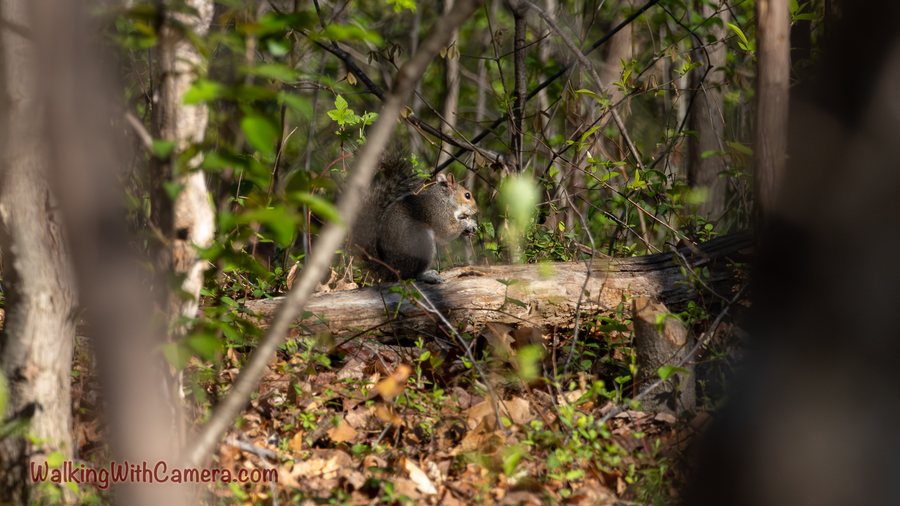 A rabbit rests on a fallen log among woodland branches.