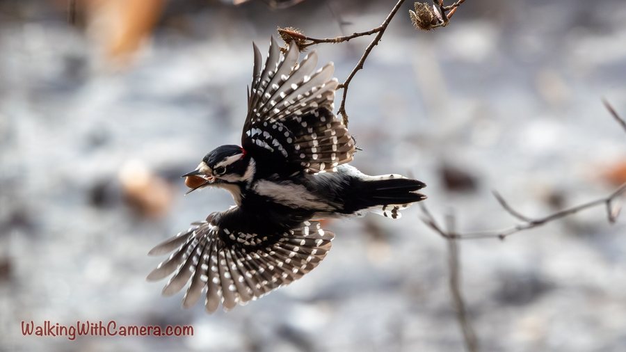 A Downy Woodpecker is caught with both wings open beneath a narrow twig. The white spots across its dark flight feathers make this brief movement easy to see.