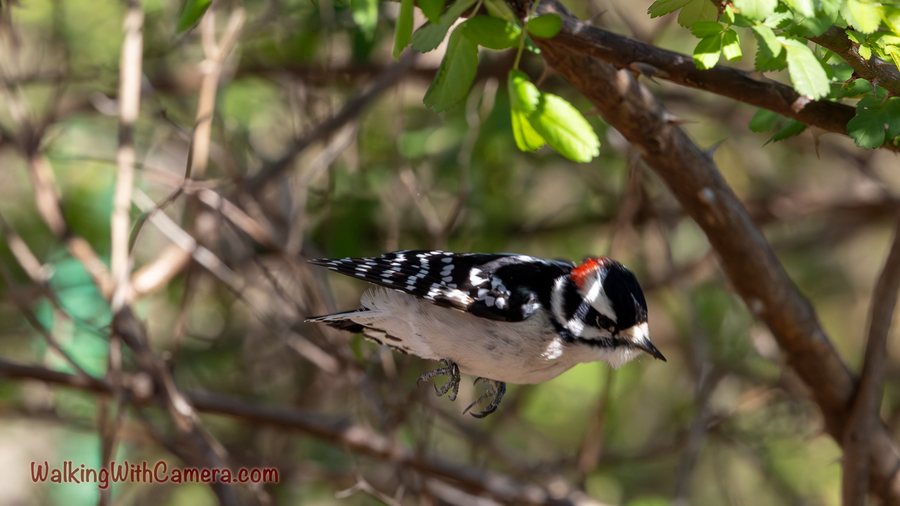 A black-and-white woodpecker with a red patch on its head flies beneath leafy branches.