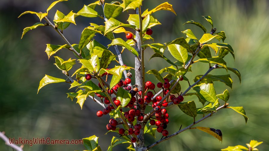 Clusters of red berries hang among yellow-green leaves. Sunlight catches their rounded surfaces against a darker blurred background.