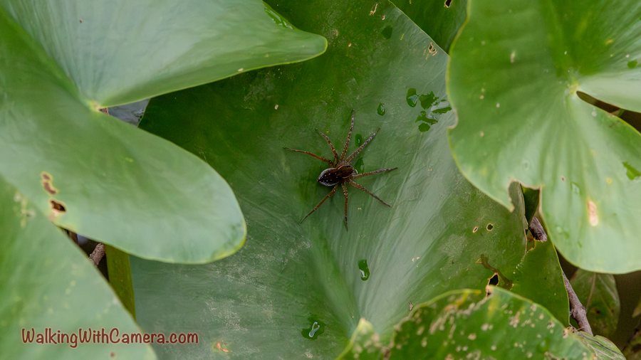 A small spider stands on a broad green leaf above the water.
