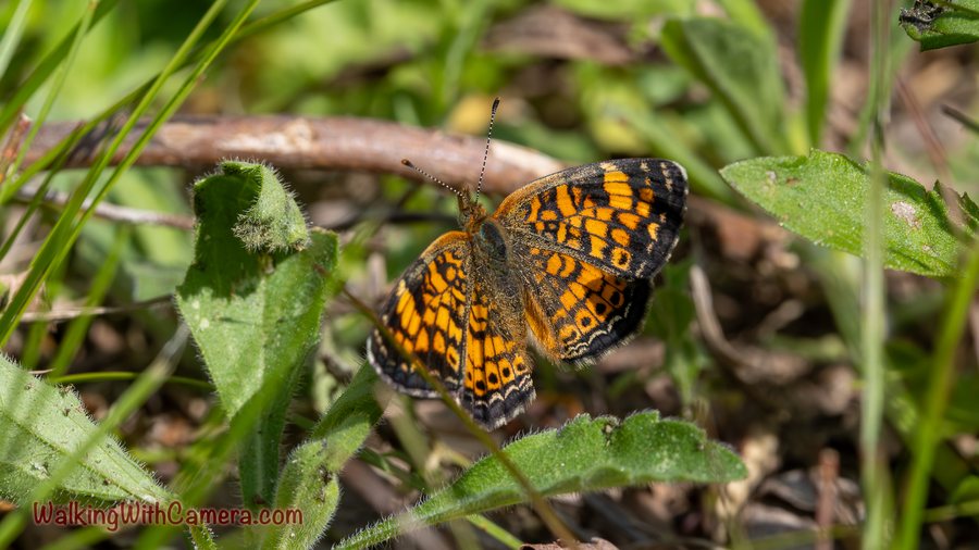 An orange-and-black patterned butterfly rests among grass and green leaves.