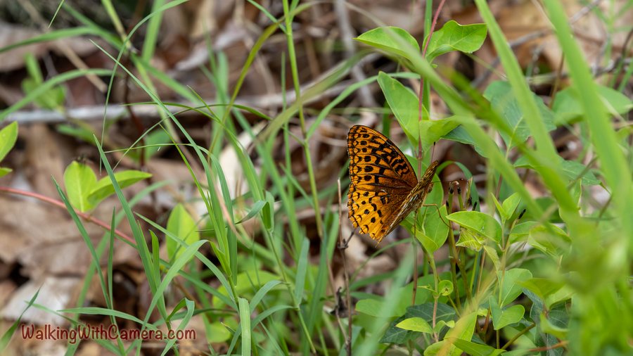 An orange-and-black butterfly holds its wings together among slender grasses.