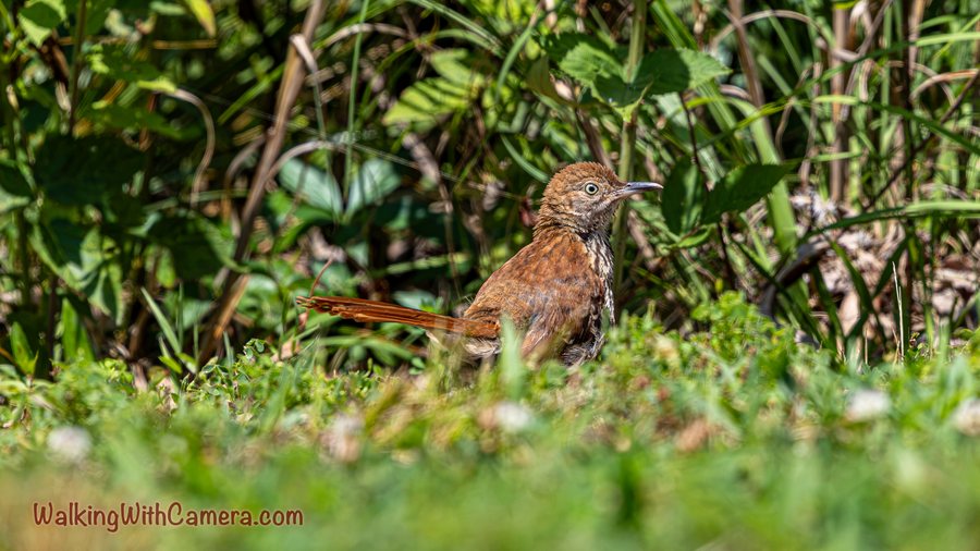 A rust-colored songbird stands low in grass beside dense shrubs. Its long tail stretches behind it, and a pale eye is visible above its slender bill.