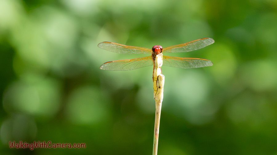 A dragonfly faces the camera from the tip of a pale stem. Its four wings stretch sideways, with a reddish head visible above the narrow body.