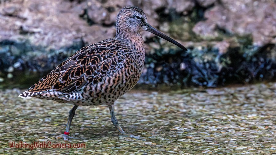 A long-billed shorebird stands in shallow water beside rocks. Intricate brown feather patterns cover its back, and a colored leg band is visible above the water.