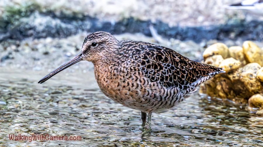 A finely patterned shorebird stands in shallow water. Its long straight bill reaches beyond the face, with rocks and ripples surrounding its feet.