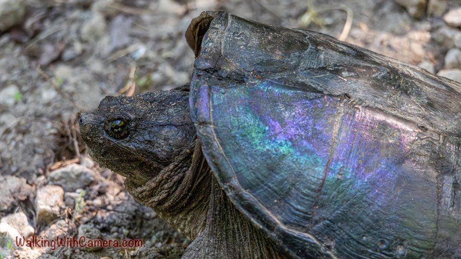 A turtle is shown close to the ground with its head beside a broad shell. Rough skin, shell lines, and reflected blue-purple color make a textured close view.