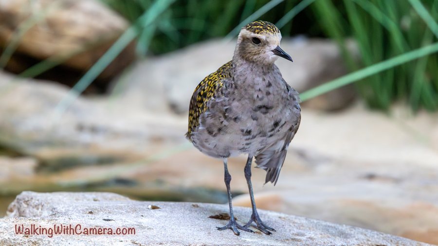 A gold-speckled shorebird stands upright on a rocky surface. Its pale chest faces the camera, and green leaves form the soft background.