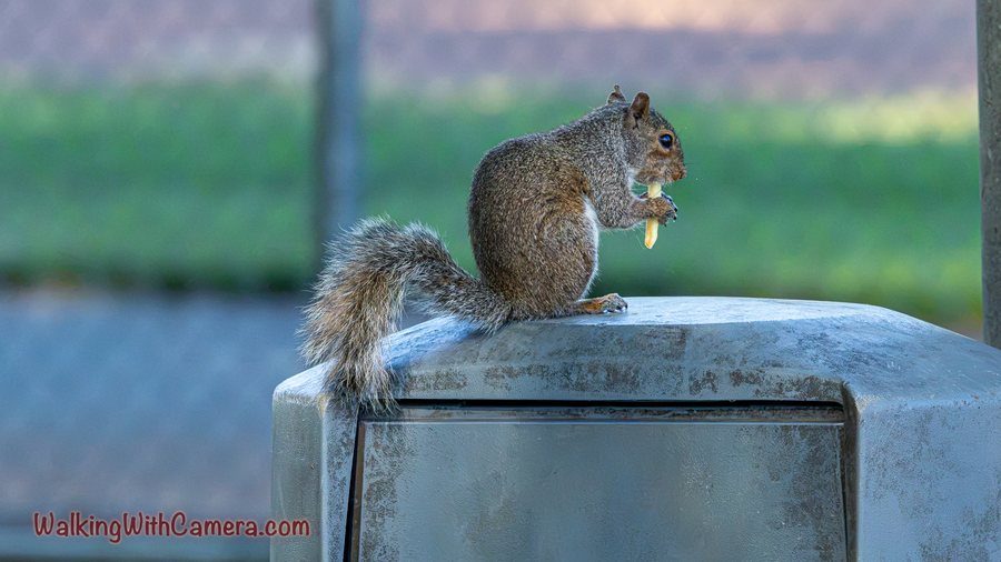 A gray squirrel sits on top of a trash container and holds food in its front paws.