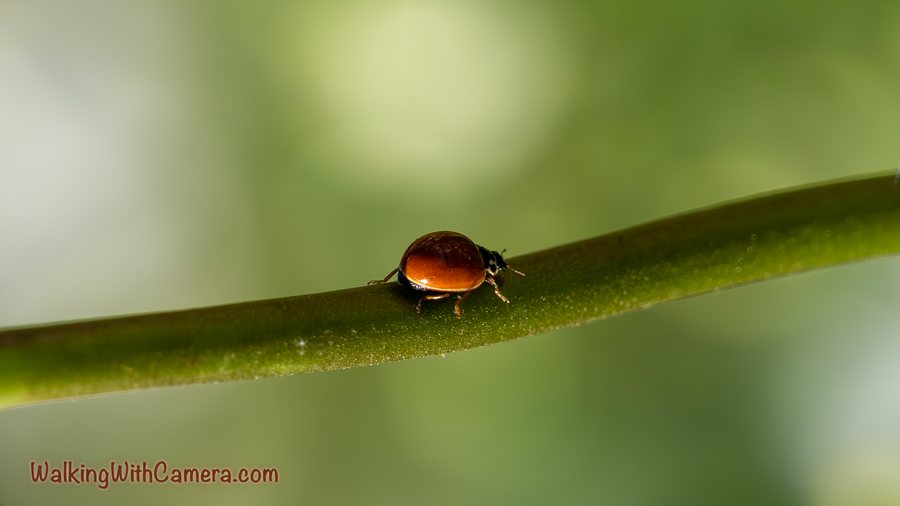 A small orange lady beetle rests on a green stem. Its rounded shell catches the light while the rest of the plant fades into the background.