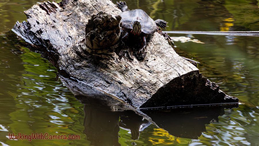 A turtle sits near the top of a pale log above dark water.
