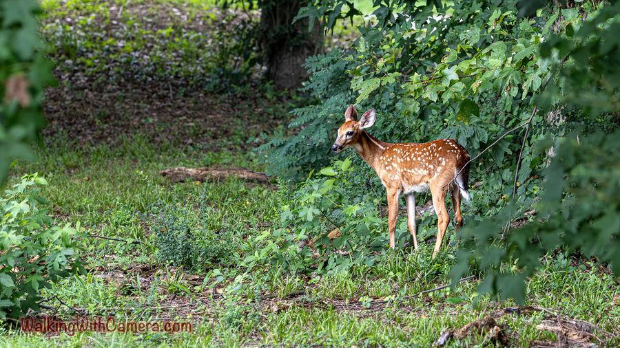 A spotted fawn stands at the edge of a leafy woodland opening. Its slender legs and spotted coat contrast with the grass and darker foliage behind it.