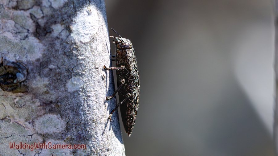 A brown beetle clings vertically to pale, textured tree bark.