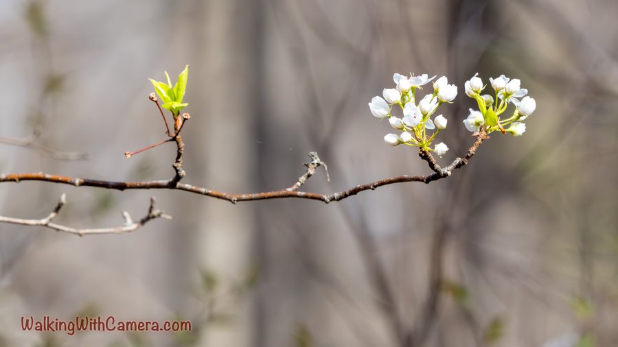 Small white flowers and fresh leaves brighten a slender branch.