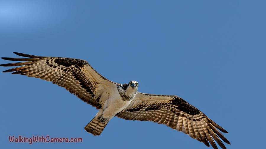 An Osprey crosses a clear blue sky with both wings spread. The underside shows patterned flight feathers, a pale body, and the dark markings around its head.