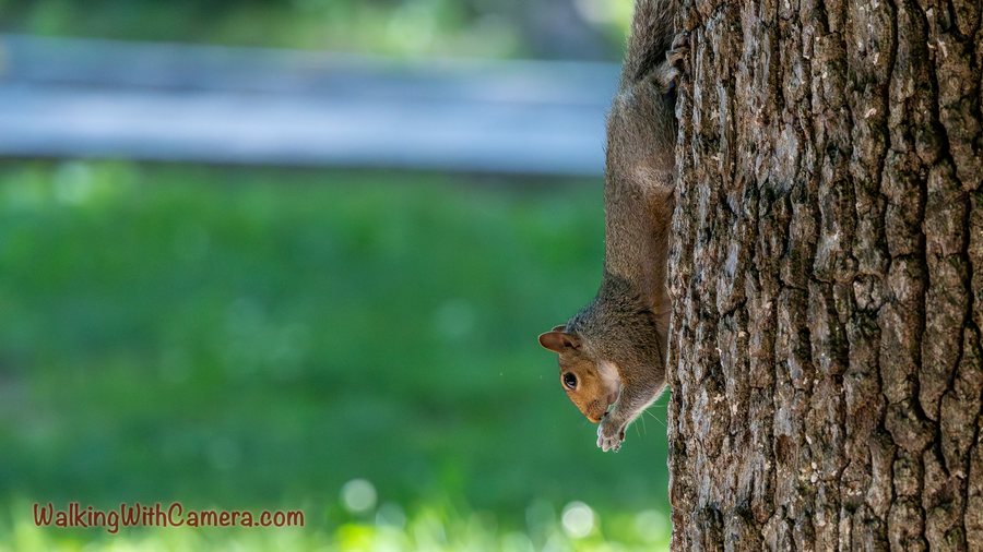 A squirrel clings headfirst to the side of a broad tree trunk. Its face peeks around the bark, with its forepaws held close beneath its chin.