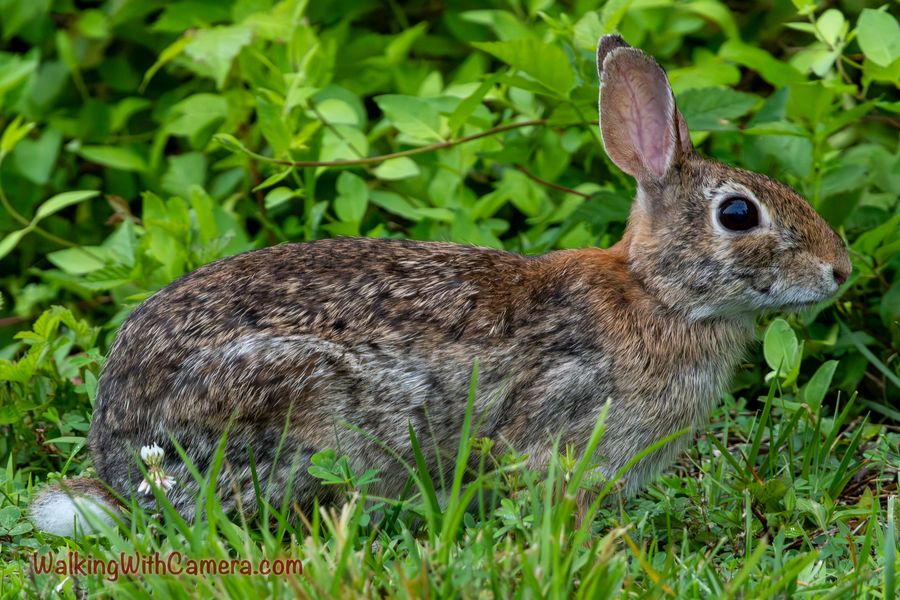 A rabbit rests among grass and low leaves. Its upright ears and rounded body remain visible, while the surrounding greenery frames its face.