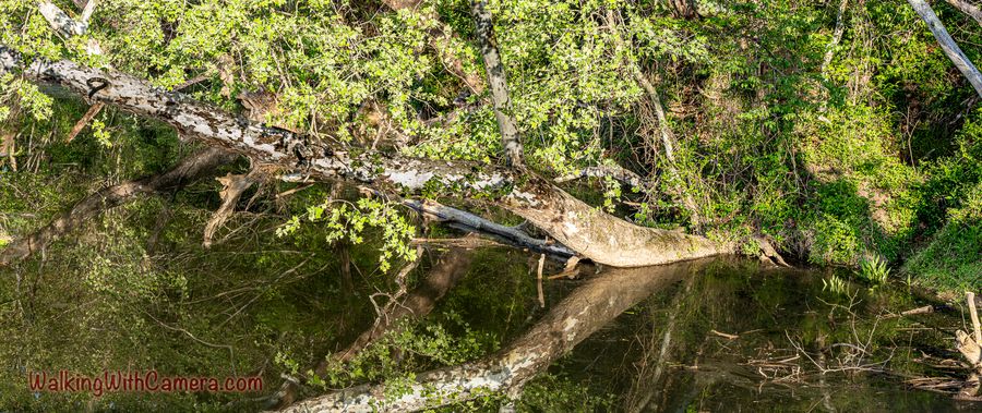 A fallen tree stretches across still water, mirrored among green leaves.