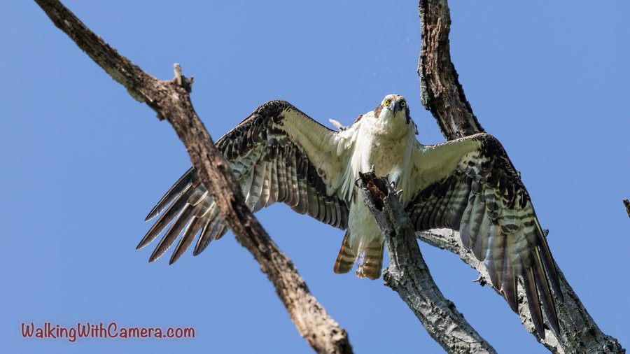 An Osprey spreads its wings between bare branches. Its pale chest faces the camera, while long dark flight feathers fan out on either side.