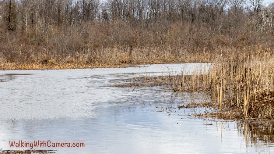 Pale ice covers shallow water beside dry reeds and winter trees.