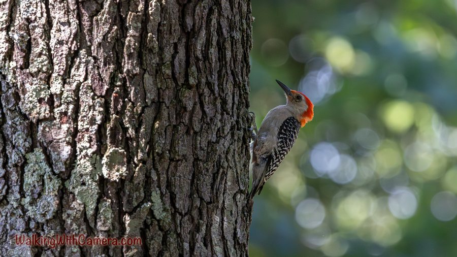 A Red-Bellied Woodpecker looks upward while gripping textured bark. Its red head patch and barred back appear beside a softly lit green background.