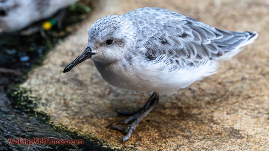 A small gray-and-white shorebird stands at the water's edge on a sandy surface.