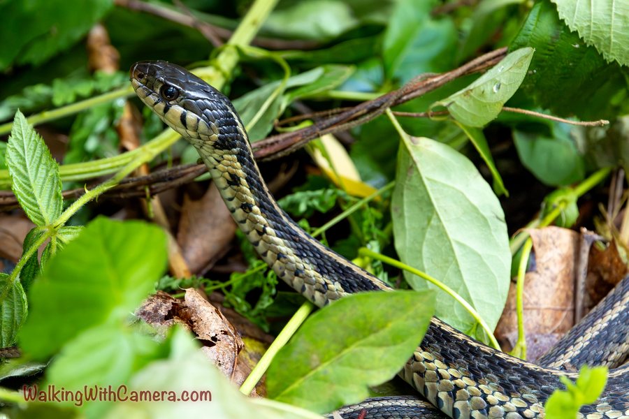 A striped snake raises its head among green leaves and thin branches. Its patterned body curves through the vegetation below.