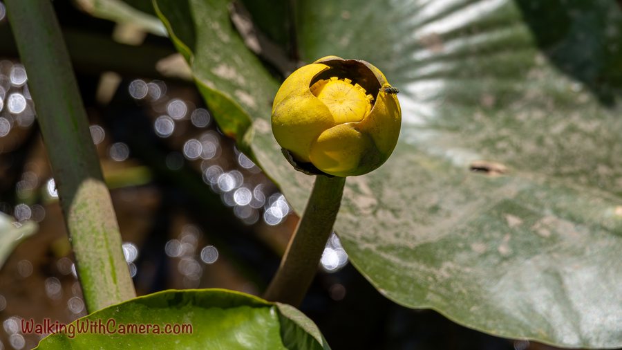 A rounded yellow flower rises beside broad leaves at the water's surface.