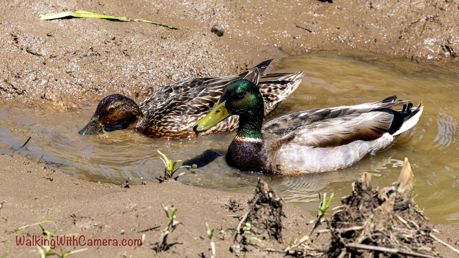 A male and female mallard float side by side in shallow muddy water.