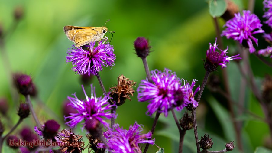 A small golden-brown skipper rests on a purple flower. More purple blooms surround it, with the nearest petals sharp against the soft green background.