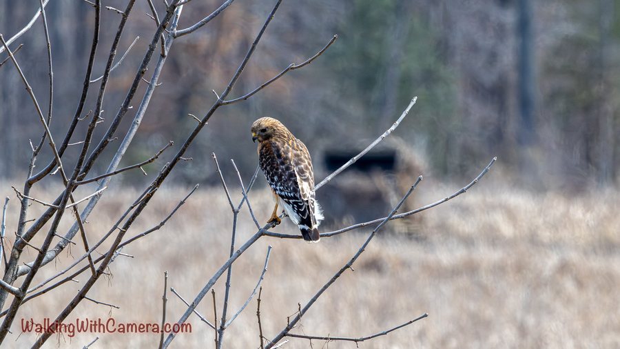 A brown hawk perches on a thin bare branch with its head turned to the side.