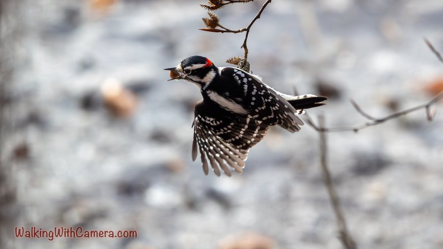 A Downy Woodpecker opens its wings just below a slender branch. Its small red head patch and spotted black-and-white feathers stand out against the blurred background.