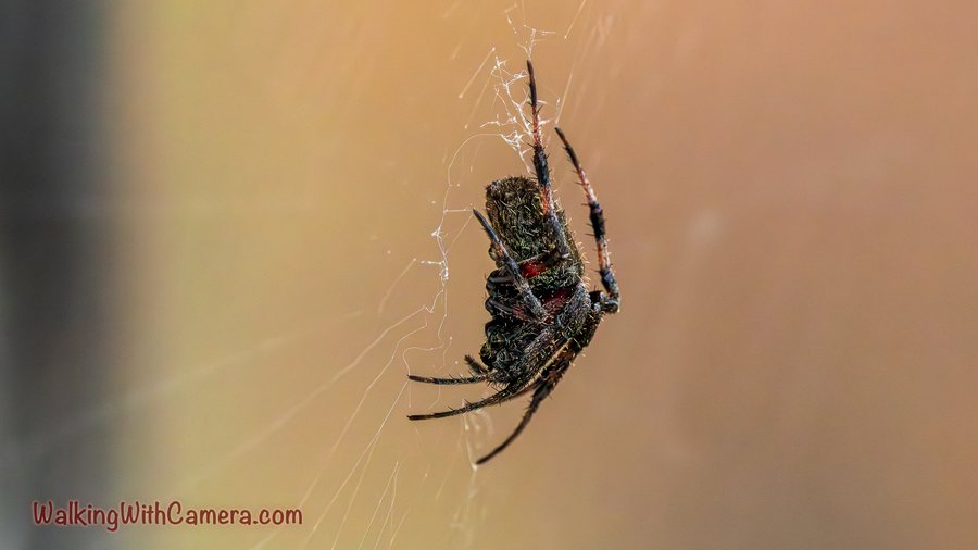 A spider is seen from the side while hanging in its web. Its folded legs and textured body contrast with the warm blurred background.