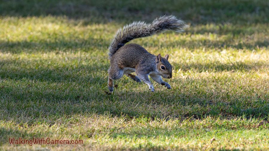 A squirrel is caught mid-bound over a sunlit grassy patch. Its paws are lifted clear of the ground and its long tail arcs behind it.