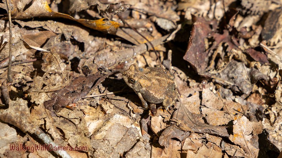 A mottled brown toad blends into a ground covering of dry leaves and twigs.