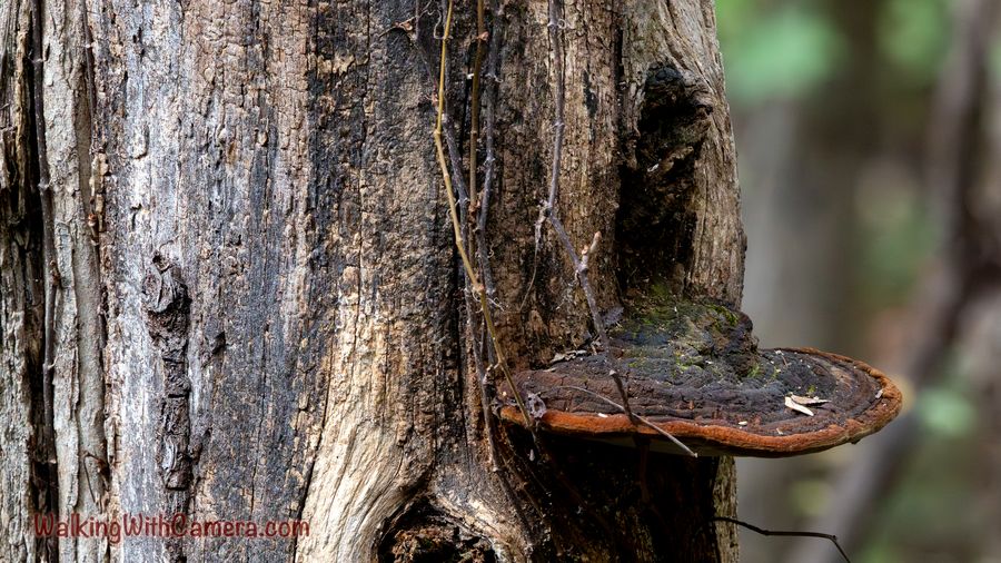 A dark shelf-shaped fungus grows from a weathered tree trunk.