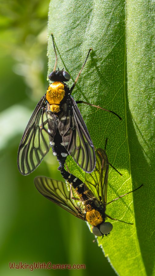 Two patterned-wing insects occupy a tall green leaf. Their dark bodies and yellow markings stand out against the smooth vertical plant surface.