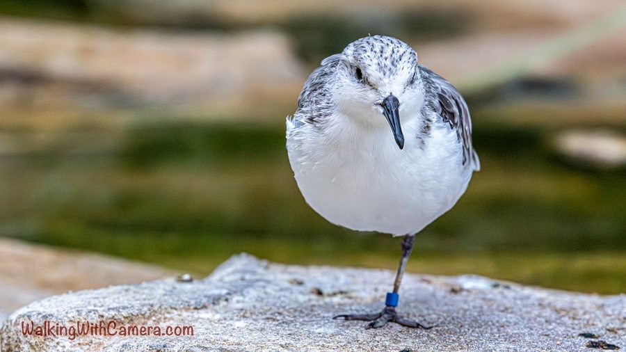 A pale shorebird faces the camera while standing on one leg. The dark bill points downward, and a blue band circles the visible leg above the rock.