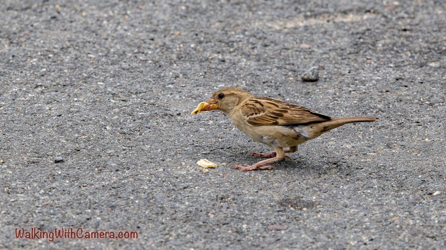 A brown sparrow stands on pavement with a small yellow crumb in its beak.