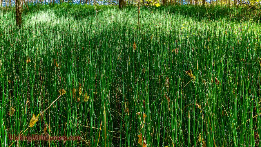 A dense stand of thin green reeds catches patches of light.