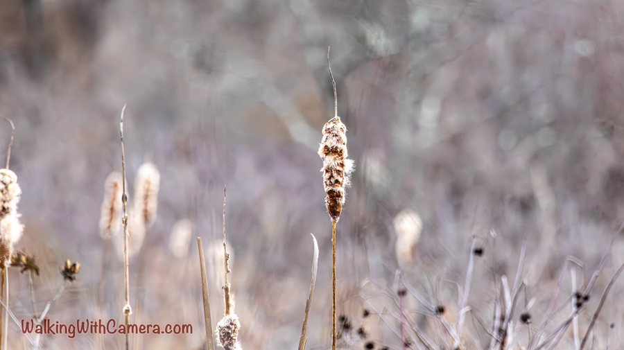 Pale cattail seed heads stand against a softly blurred background.