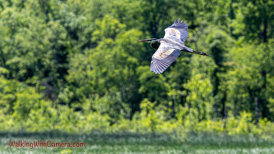 A great blue heron flies across a green wooded background with its long legs trailing.