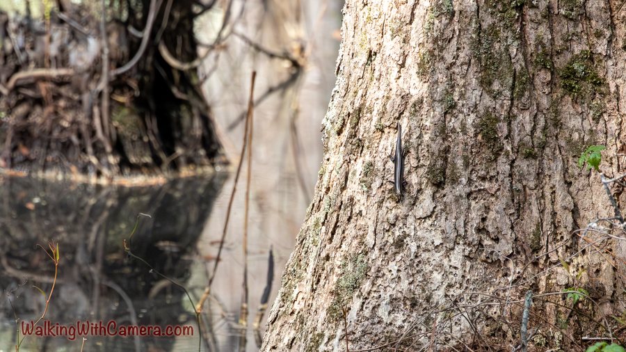Textured tree bark stands beside dark, still water and reflected branches.