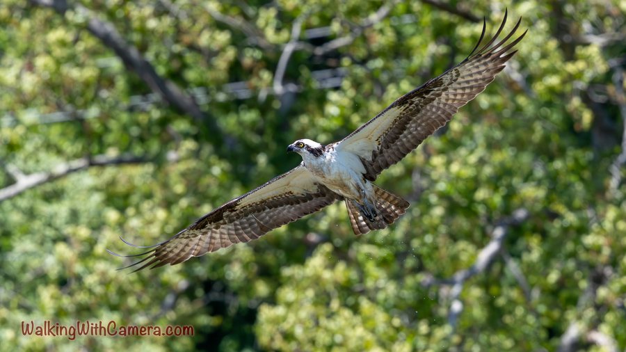 An Osprey passes in front of leafy trees with its wings stretched wide. Pale underparts and dark flight feathers form a bold contrast against the green background.