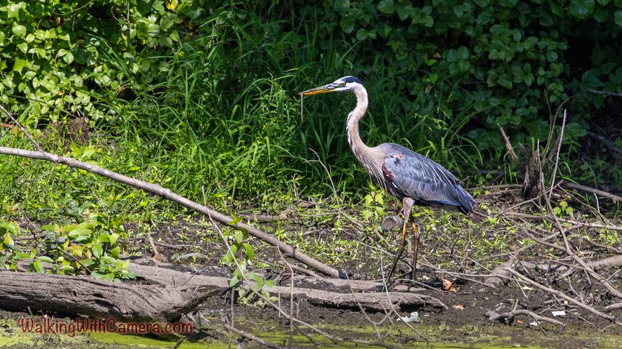 A great blue heron stands among fallen branches at the edge of a green wetland.