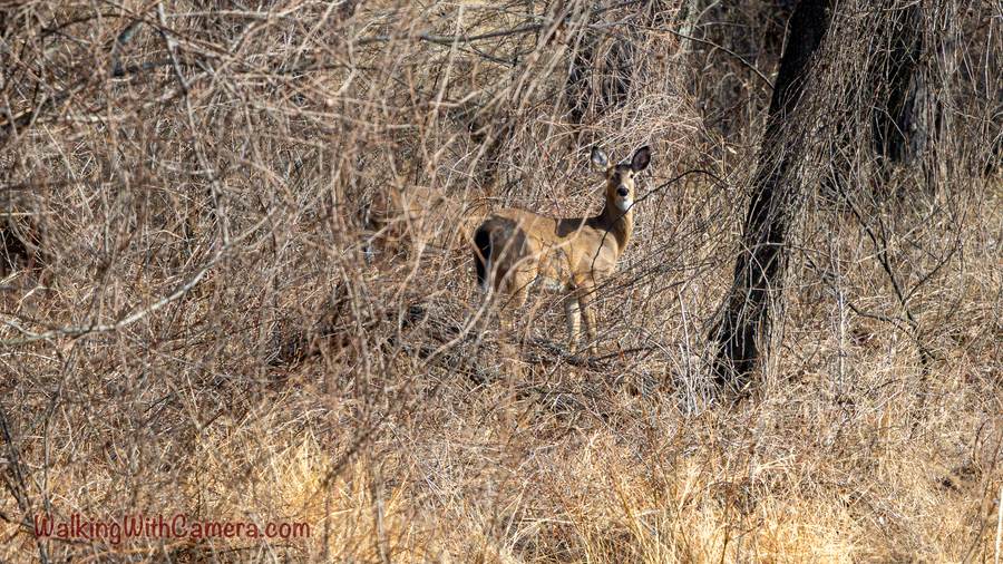 A deer stands among dry grass and bare branches near a tree trunk.