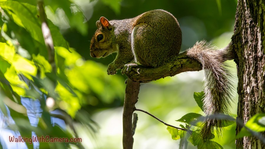 A squirrel crouches on a narrow branch beside a tree trunk. Its bushy tail hangs downward, catching the light among the green leaves.